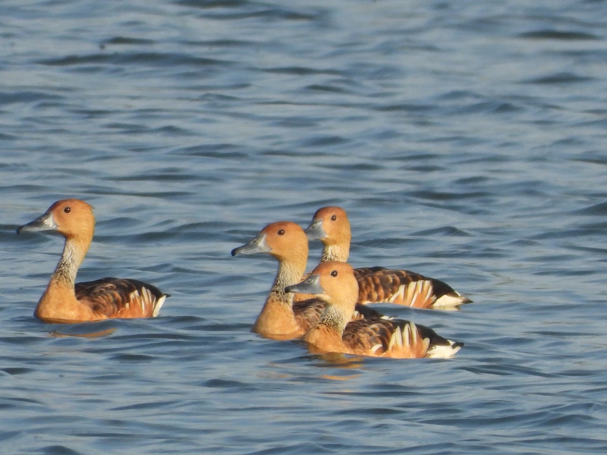 Fulvous Whistling-Duck - ML619923276