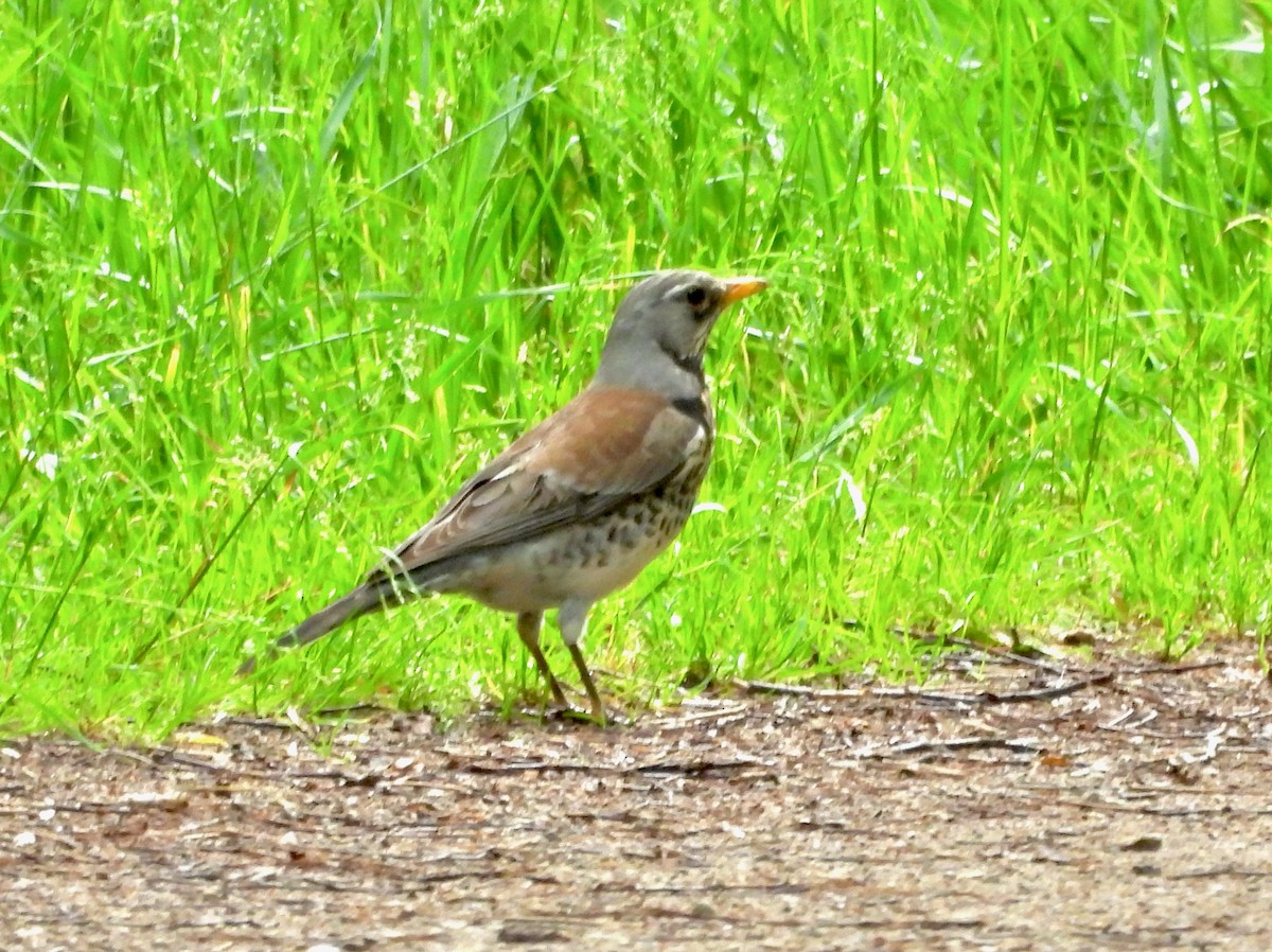 Fieldfare - ML619923277