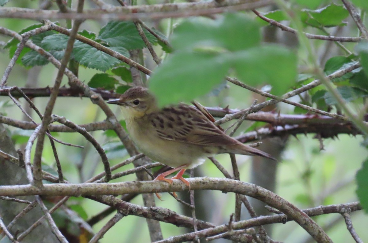 Common Grasshopper Warbler - ML619923278