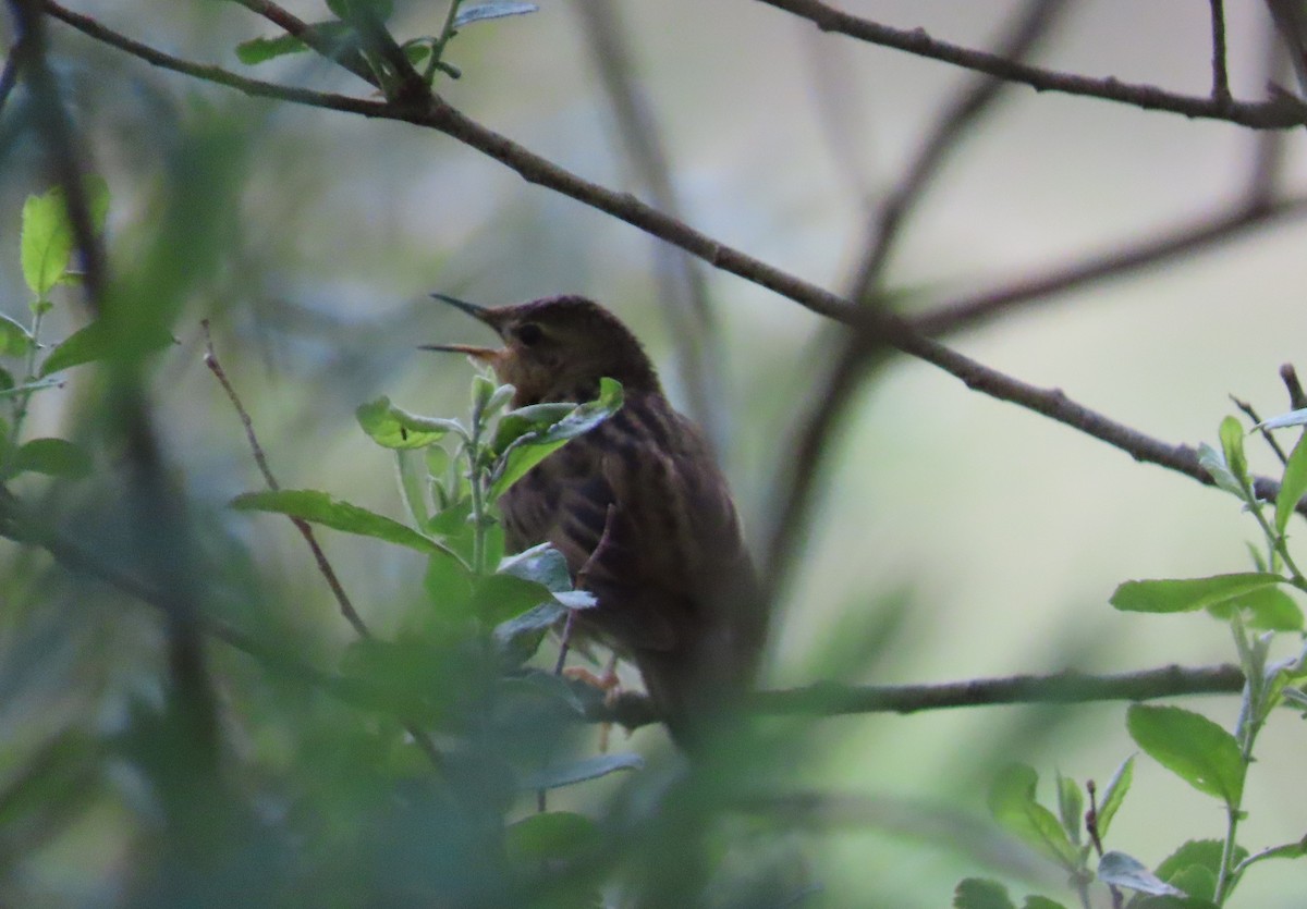 Common Grasshopper Warbler - ML619923279