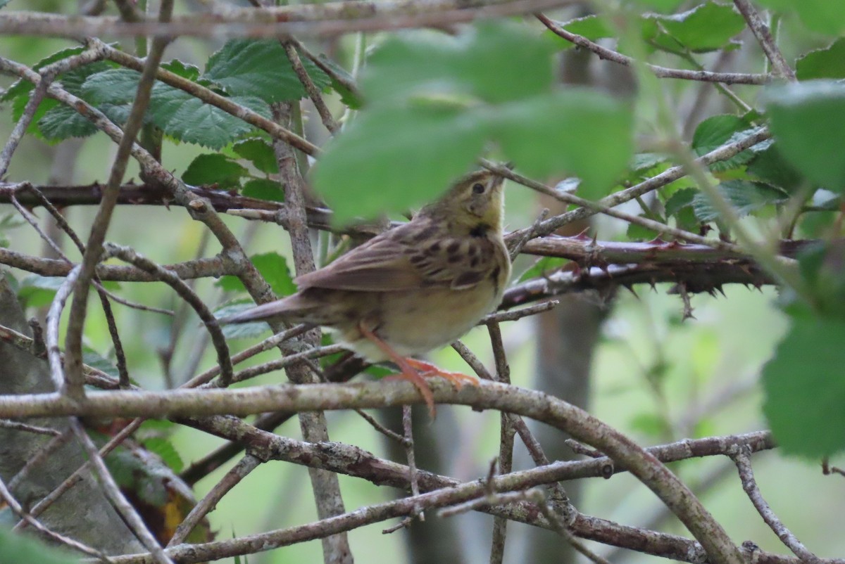 Common Grasshopper Warbler - ML619923280