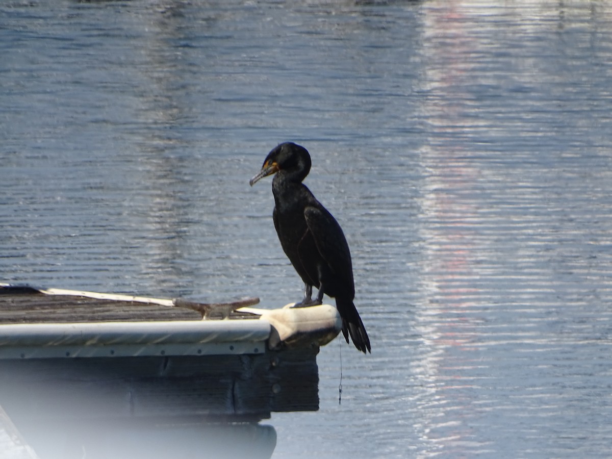 Double-crested Cormorant - ML619923289