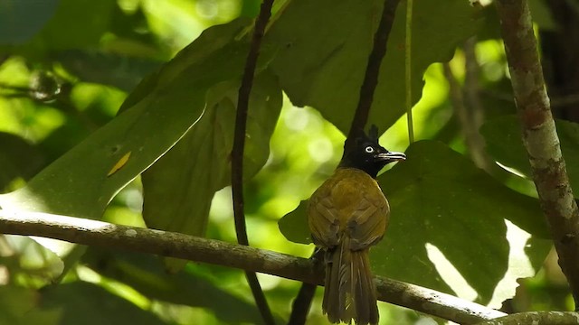 Black-crested Bulbul - ML619923296