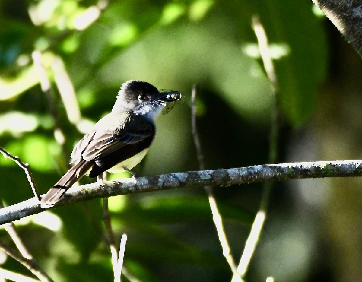 Dusky-capped Flycatcher - ML619923298