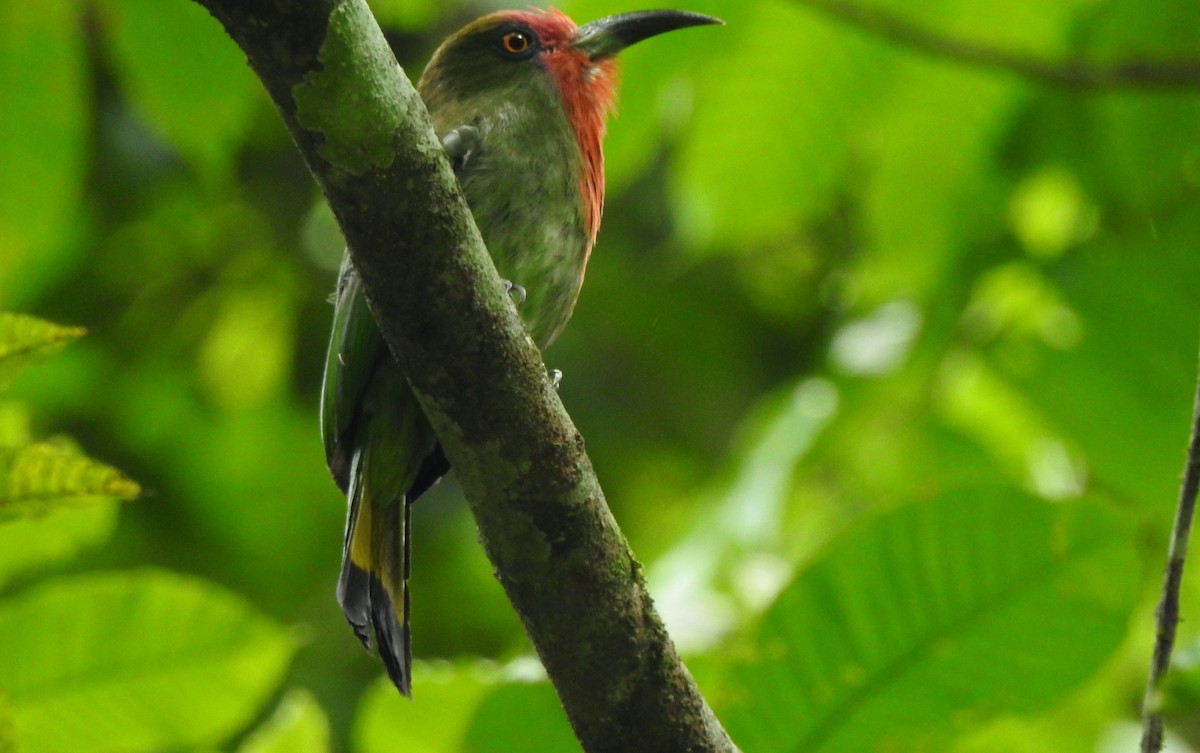 Red-bearded Bee-eater - ML619923313