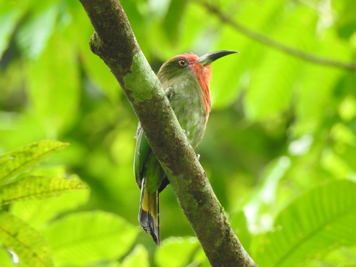 Red-bearded Bee-eater - ML619923314