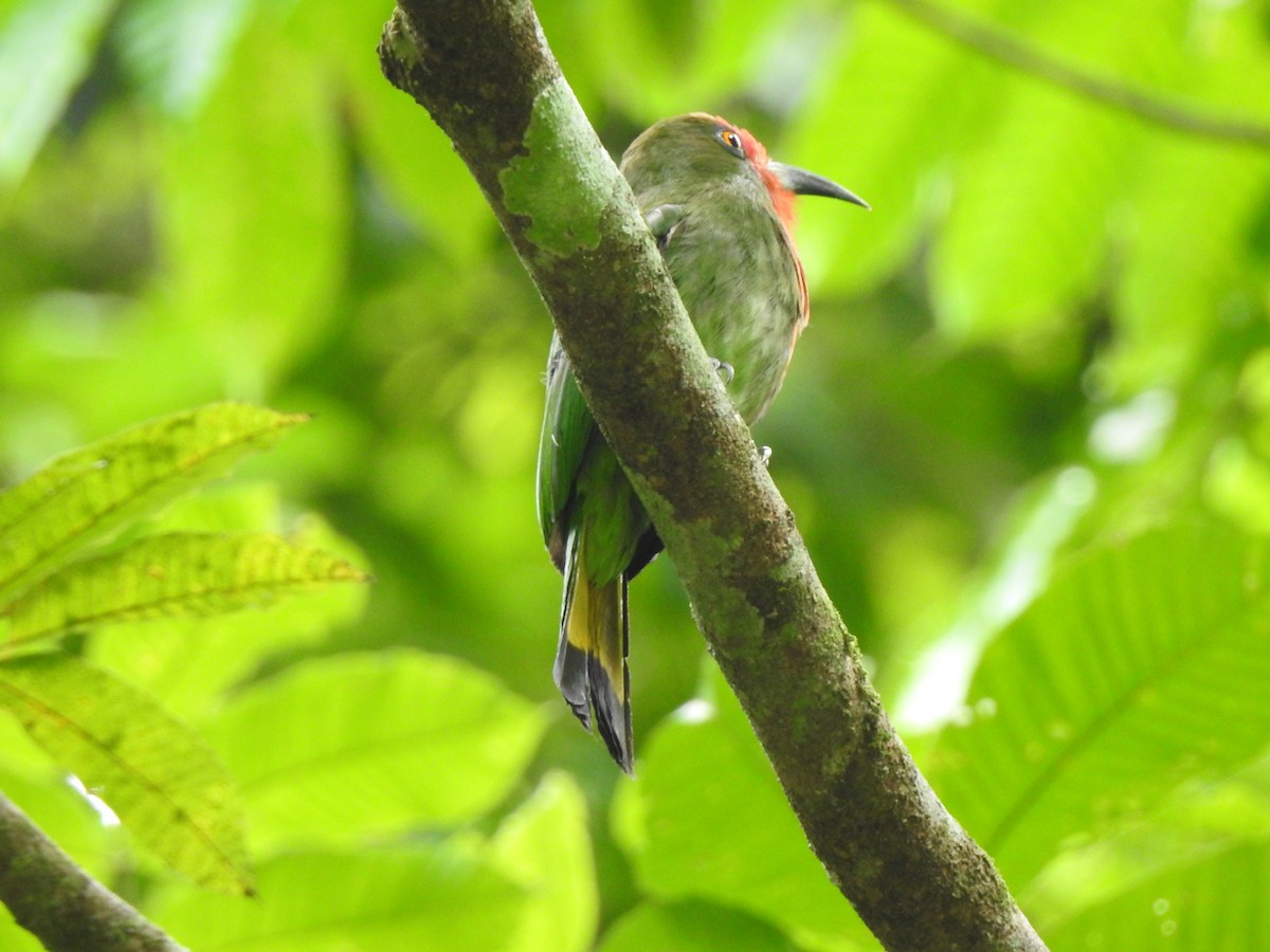 Red-bearded Bee-eater - ML619923315