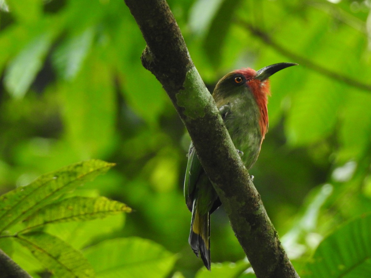 Red-bearded Bee-eater - ML619923316