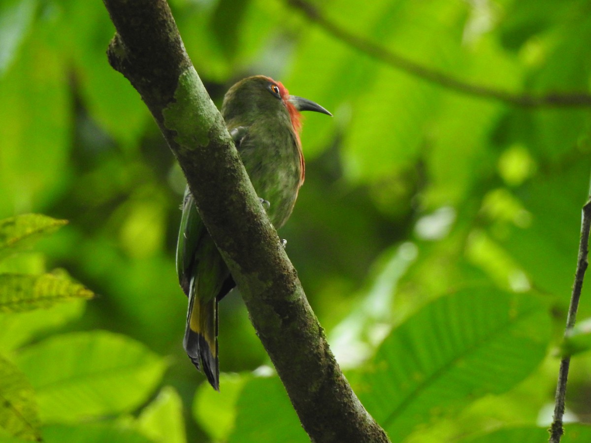 Red-bearded Bee-eater - ML619923317