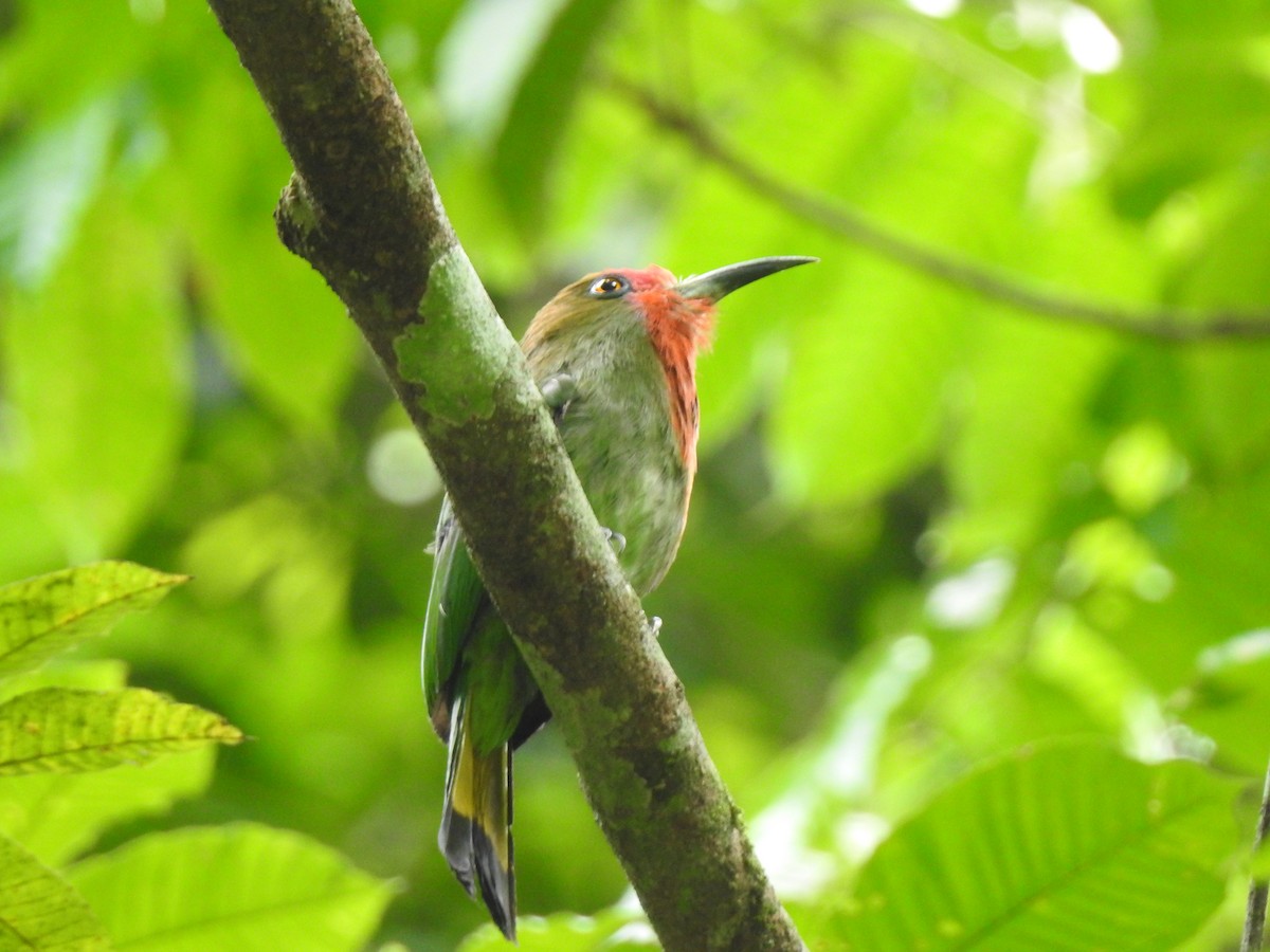 Red-bearded Bee-eater - ML619923318