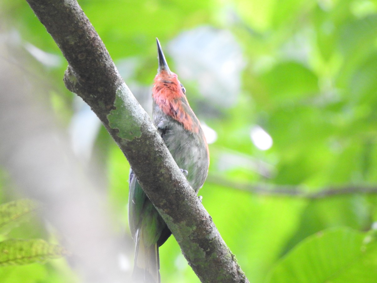 Red-bearded Bee-eater - ML619923319