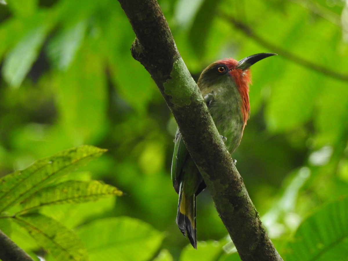 Red-bearded Bee-eater - ML619923320