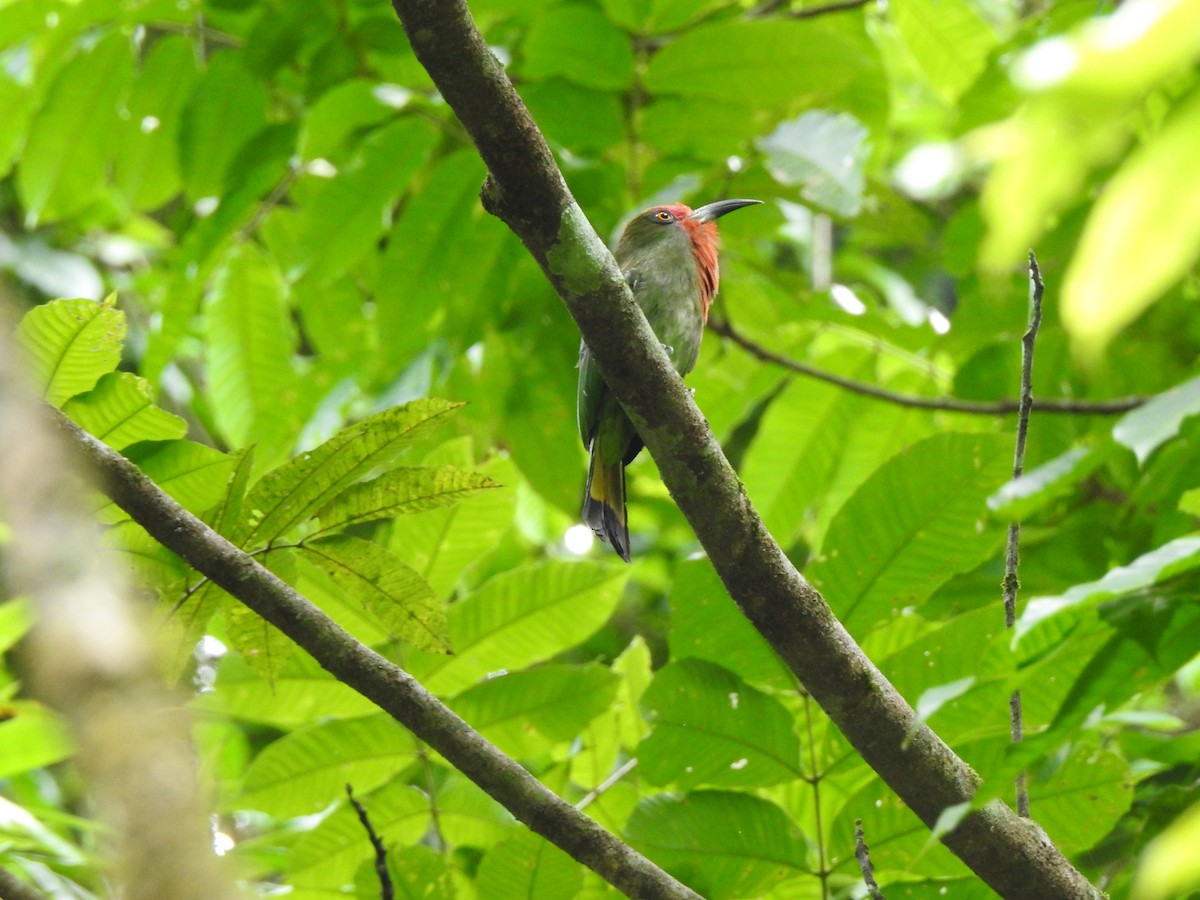 Red-bearded Bee-eater - ML619923321