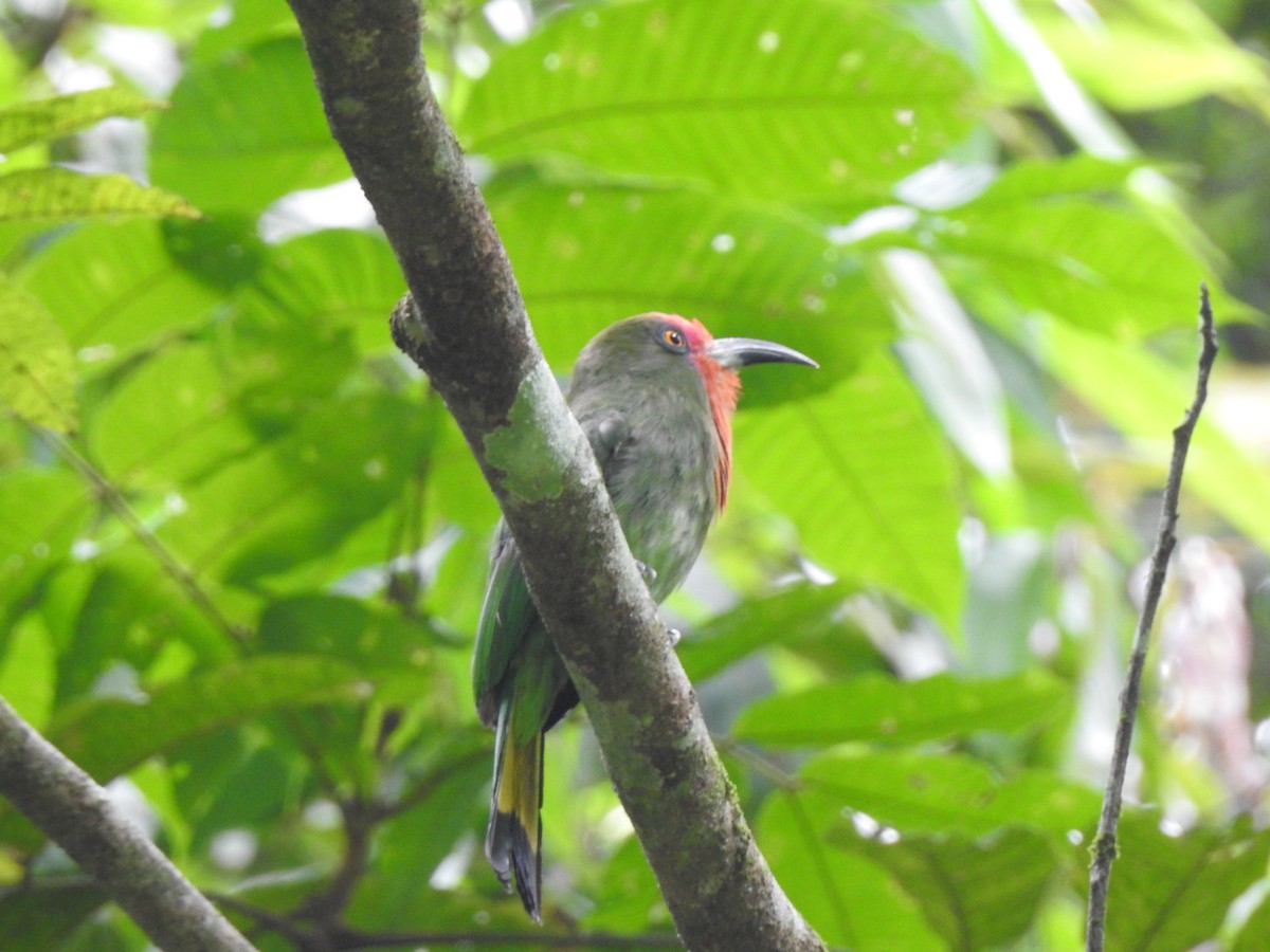 Red-bearded Bee-eater - ML619923322