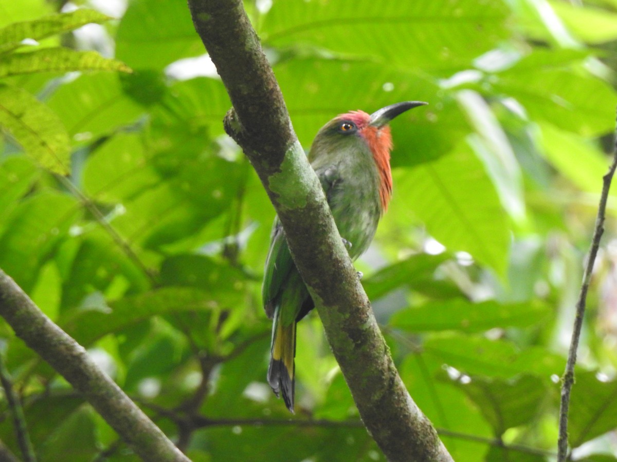 Red-bearded Bee-eater - ML619923323