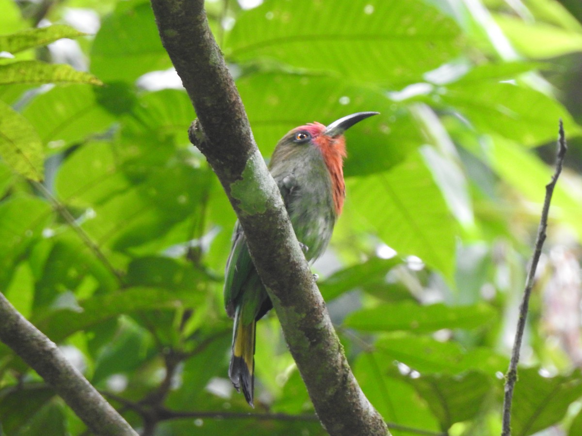 Red-bearded Bee-eater - ML619923324