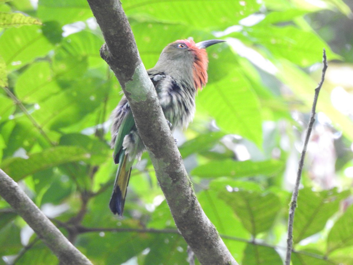 Red-bearded Bee-eater - ML619923325