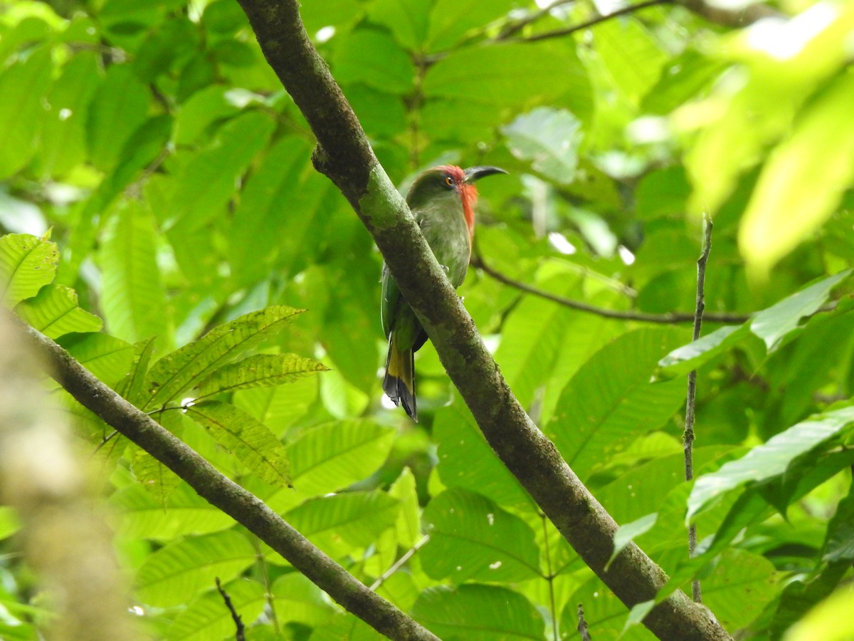 Red-bearded Bee-eater - ML619923326