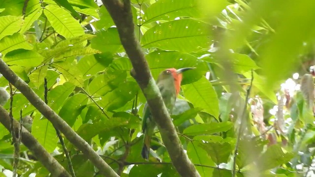 Red-bearded Bee-eater - ML619923328