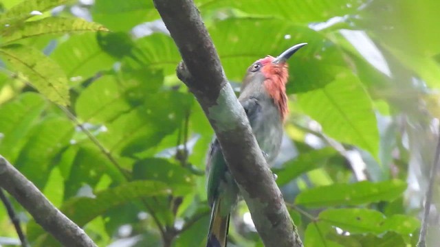 Red-bearded Bee-eater - ML619923329