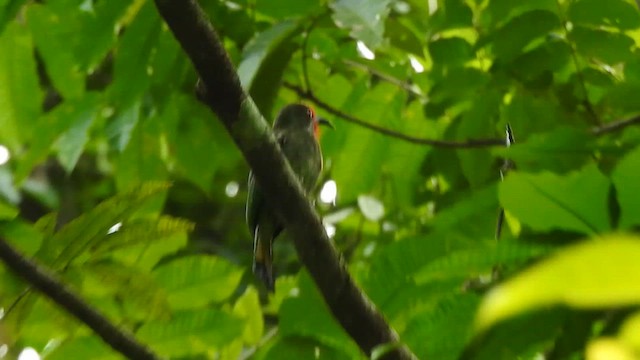 Red-bearded Bee-eater - ML619923330