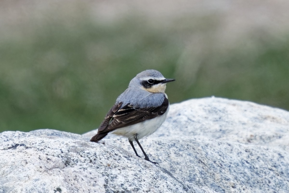 Northern Wheatear - ML619923332