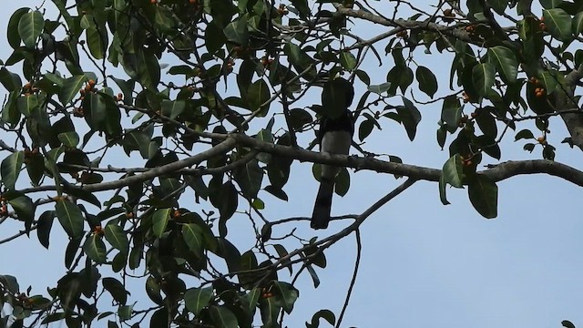 Oriental Pied-Hornbill - ML619923340