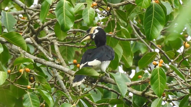 Oriental Pied-Hornbill - ML619923341