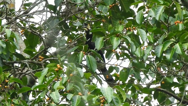 Oriental Pied-Hornbill - ML619923342