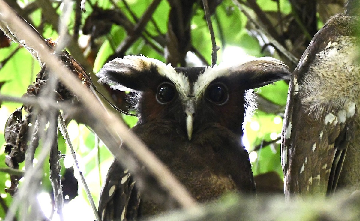 Crested Owl - ML619923343