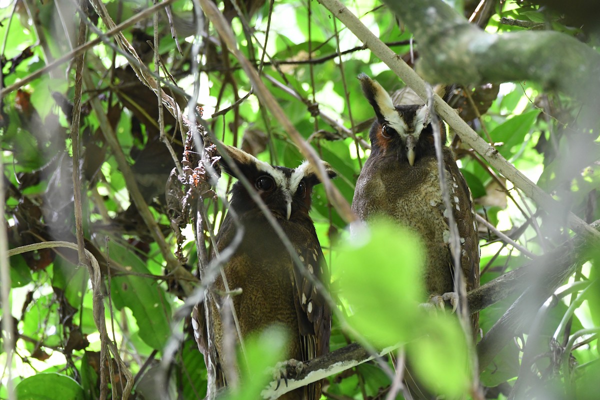 Crested Owl - ML619923344
