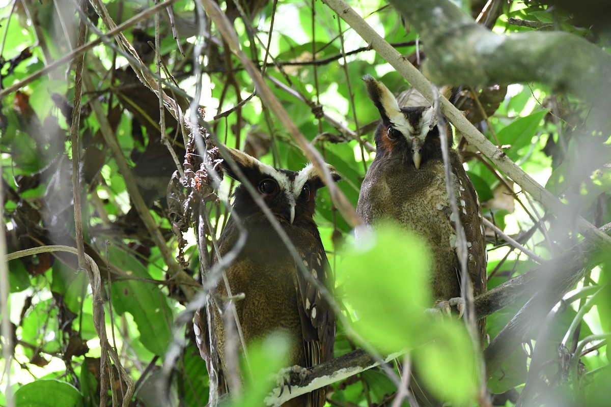 Crested Owl - ML619923346