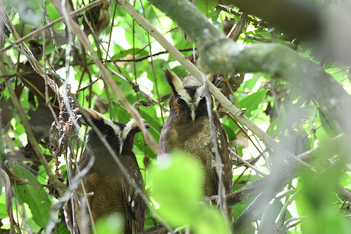 Crested Owl - ML619923355