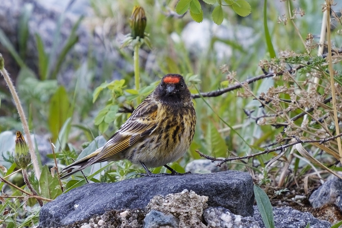 Fire-fronted Serin - ML619923357