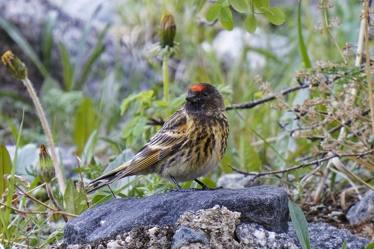 Fire-fronted Serin - ML619923359