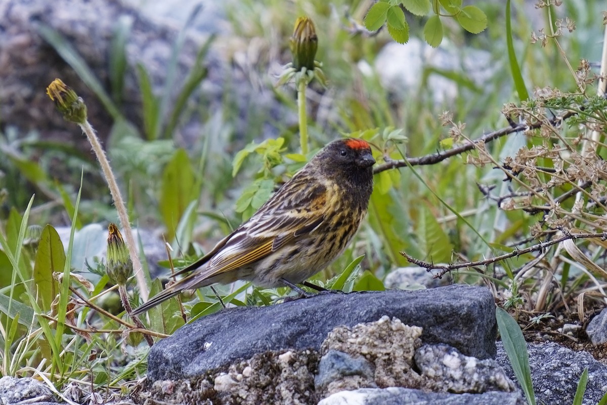 Fire-fronted Serin - ML619923360