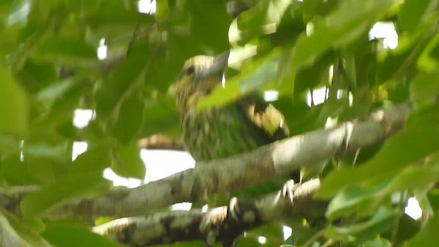 Green-eared Barbet - ML619923374