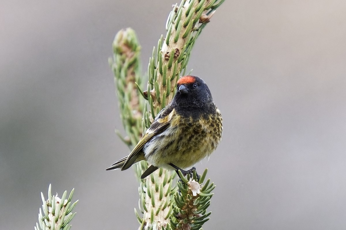 Fire-fronted Serin - ML619923376