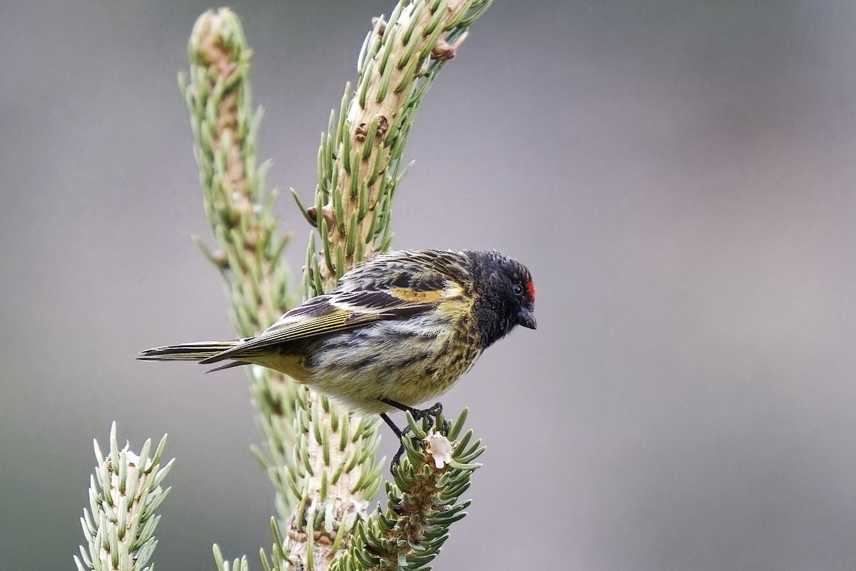 Fire-fronted Serin - ML619923377