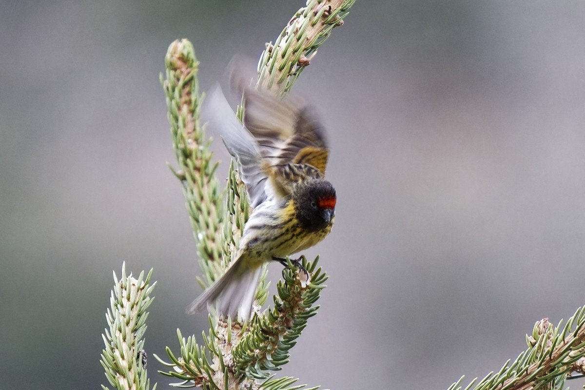 Fire-fronted Serin - ML619923378