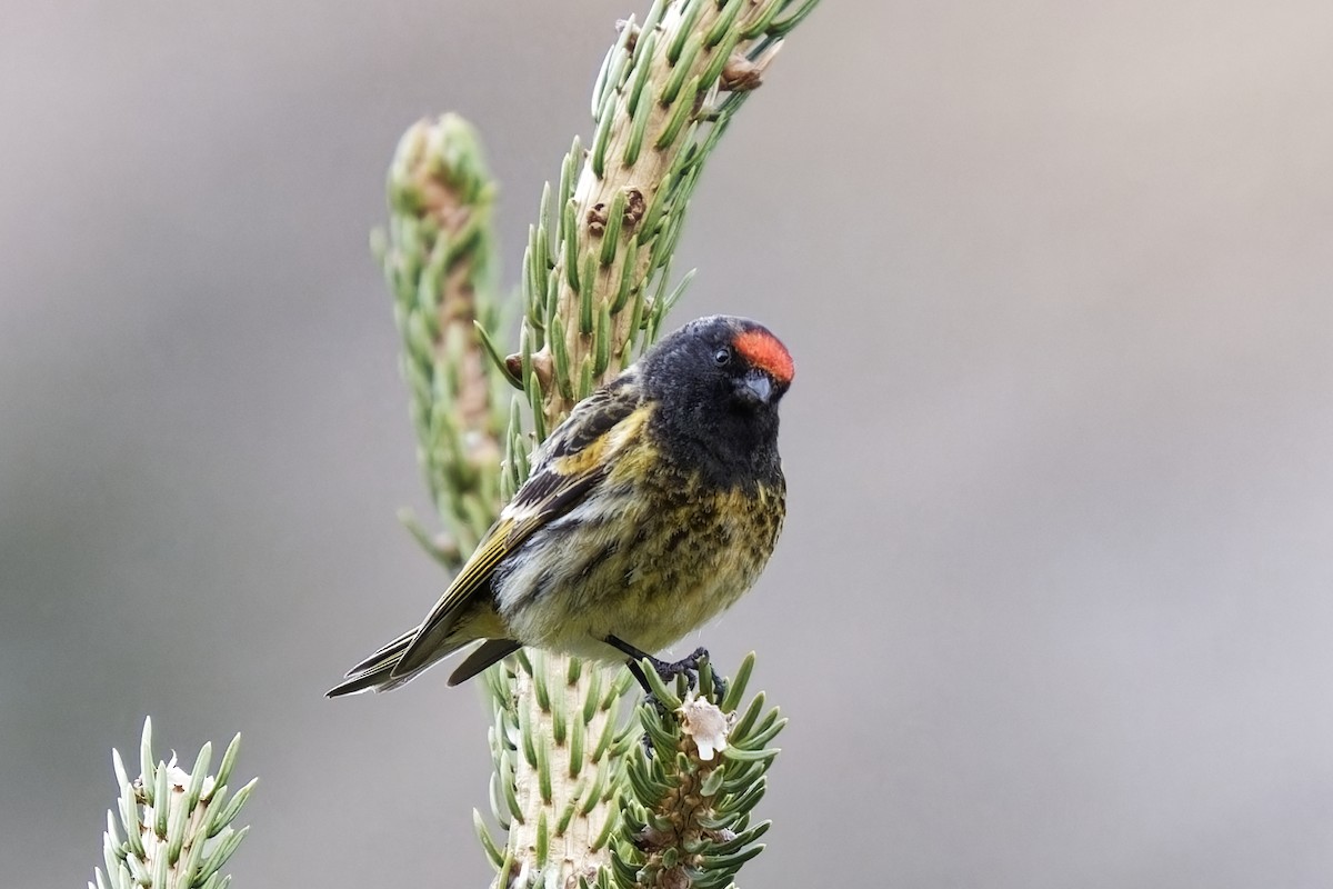 Fire-fronted Serin - ML619923383