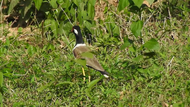 Red-wattled Lapwing - ML619923401