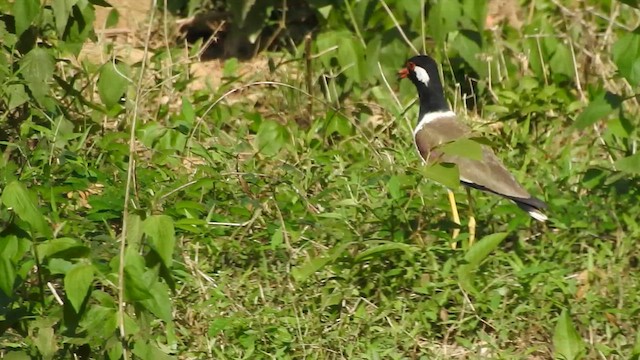 Red-wattled Lapwing - ML619923402