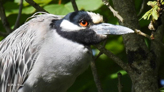 Yellow-crowned Night Heron - ML619923403