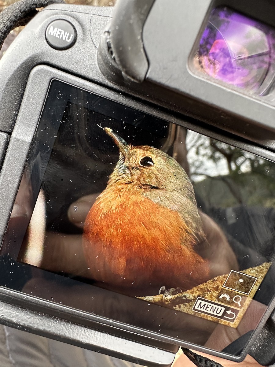 Rockwarbler - ML619923408