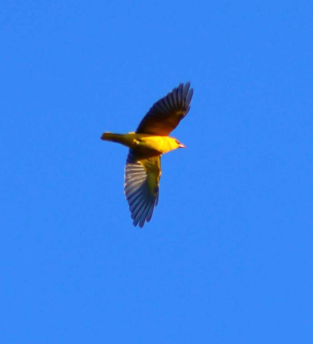 Eurasian Golden Oriole - ML619923410