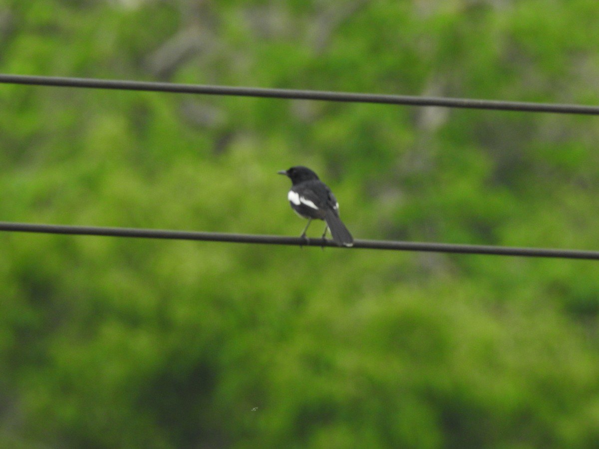 Oriental Magpie-Robin - ML619923413