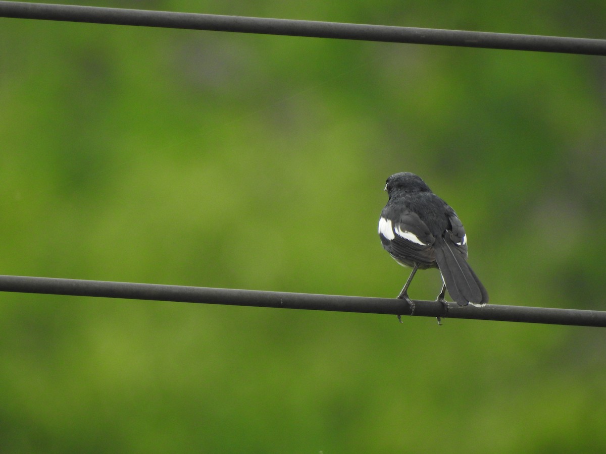 Oriental Magpie-Robin - ML619923414