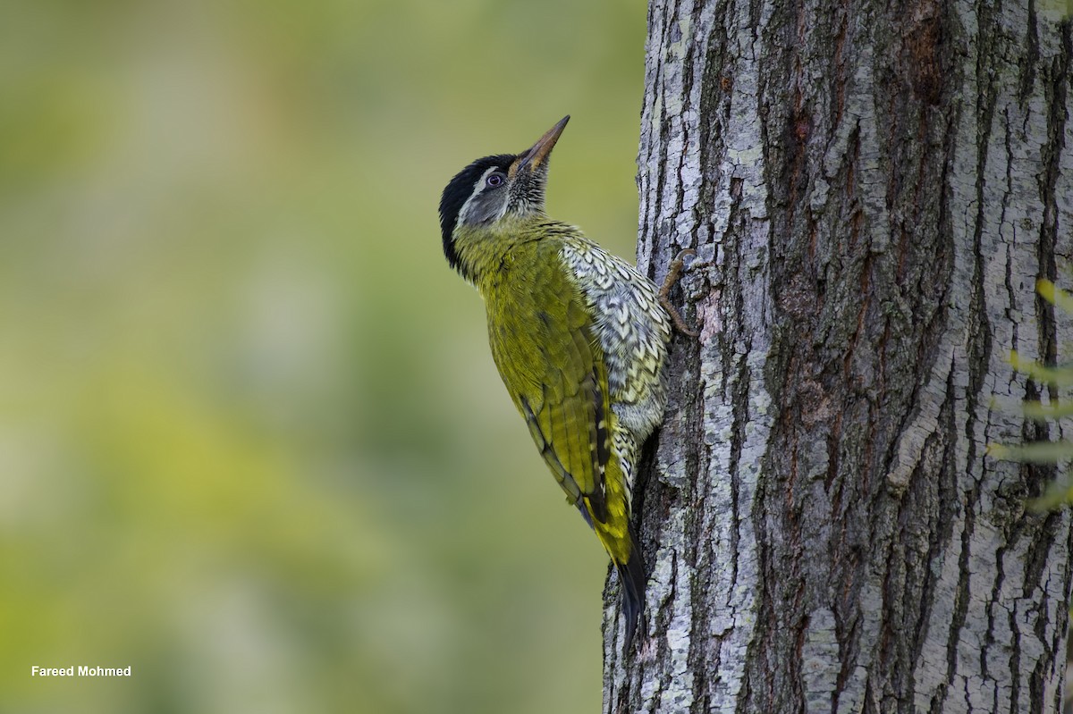 Streak-throated Woodpecker - ML619923416