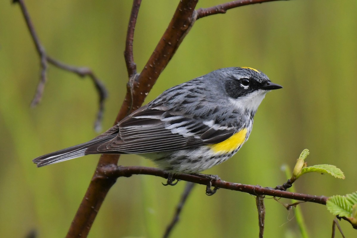 Пісняр-лісовик жовтогузий (підвид coronata) - ML619923418